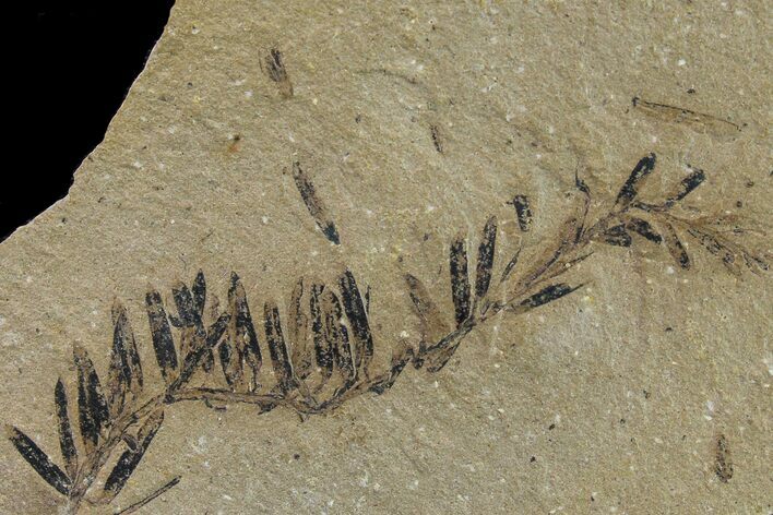 Dawn Redwood (Metasequoia) Fossil - Montana #153694